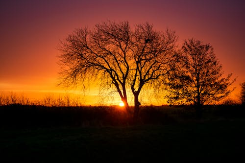 Photos gratuites de arbres nus, arbres sans feuilles, aube