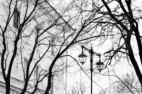 A Grayscale of Trees and a Street Lamp