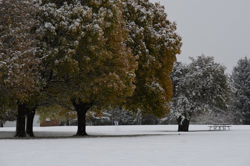 Foto d'estoc gratuïta de any nou, arbre, arbres nevats