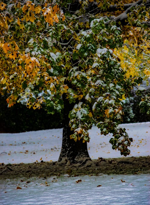 Foto d'estoc gratuïta de any nou, arbre, arbres nevats