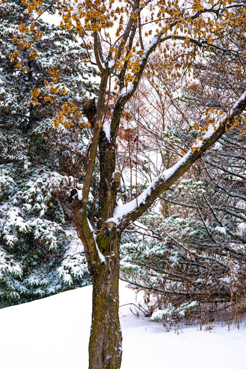 Foto d'estoc gratuïta de any nou, arbre, arbres nevats