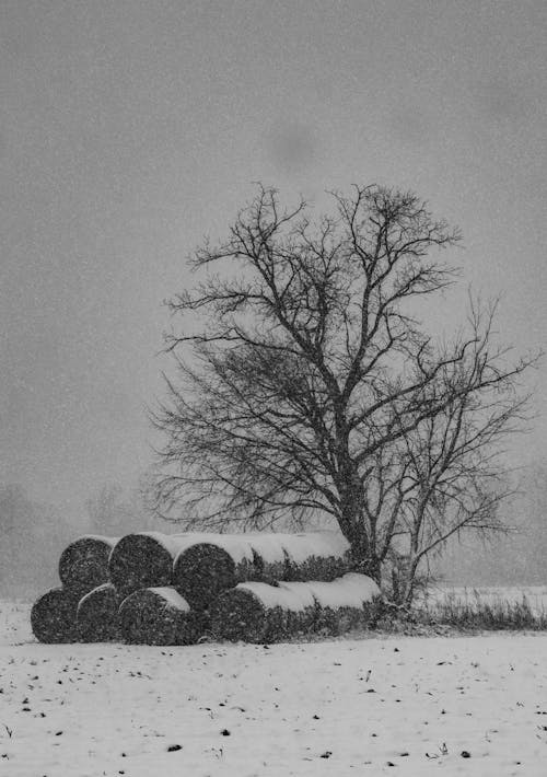 Imagine de stoc gratuită din acoperit de zăpadă, alb-negru, arbore