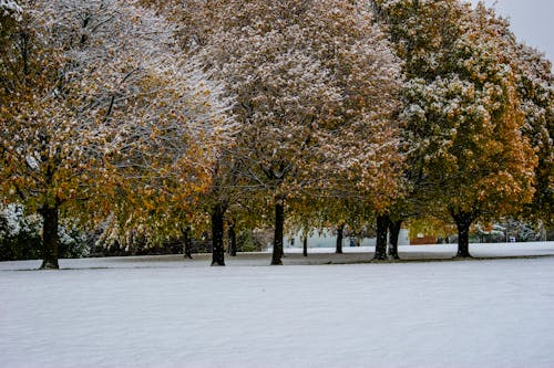 Foto d'estoc gratuïta de any nou, arbre, arbres nevats