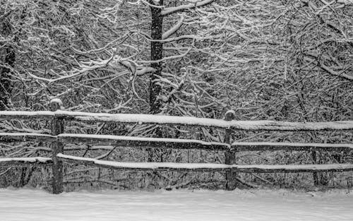 Foto d'estoc gratuïta de a l'aire lliure, arbres, blanc i negre