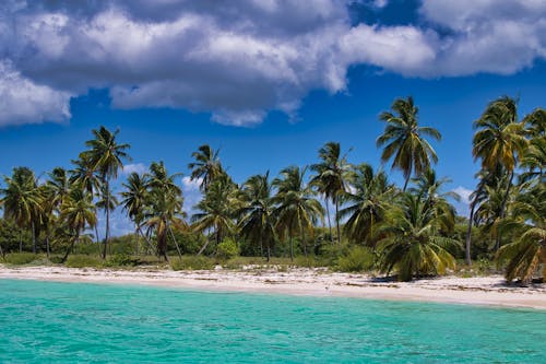 Palm Trees on a Beach
