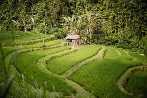 Free Scenic view of green terraced rice fields with a rustic hut and trees in the countryside. Stock Photo