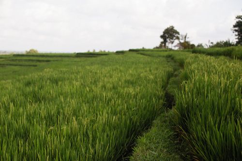 Free Expansive green rice fields under cloudy skies, showcasing vibrant agriculture landscape. Stock Photo