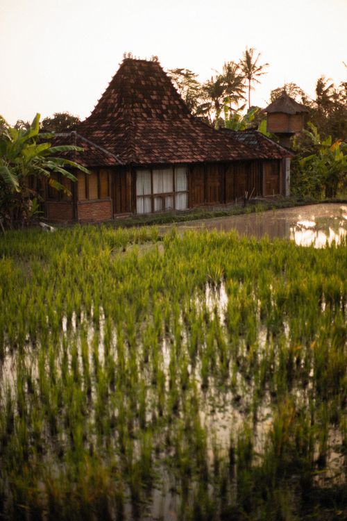 Free A serene view of a traditional wooden house surrounded by lush rice fields at sunset. Stock Photo