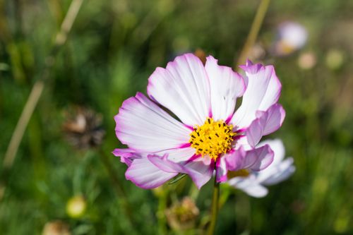 Free A close-up shot of a vibrant purple and white cosmos flower in full bloom, showcasing nature's beauty. Stock Photo