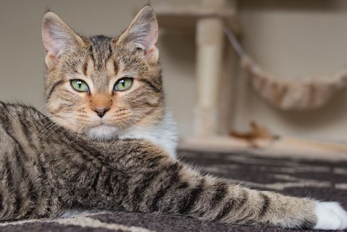 Free A close-up of a tabby cat lying indoors, featuring striking green eyes and a relaxed demeanor. Stock Photo