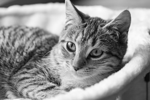 Close Up Shot of a Cat 
