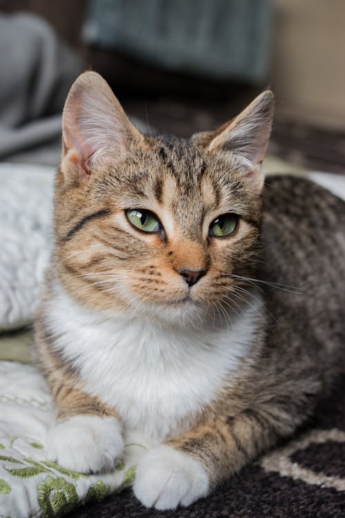 Close Up Shot of a Cat Lying 