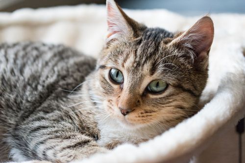 Free A peaceful tabby cat with green eyes lies comfortably on a soft blanket indoors. Stock Photo