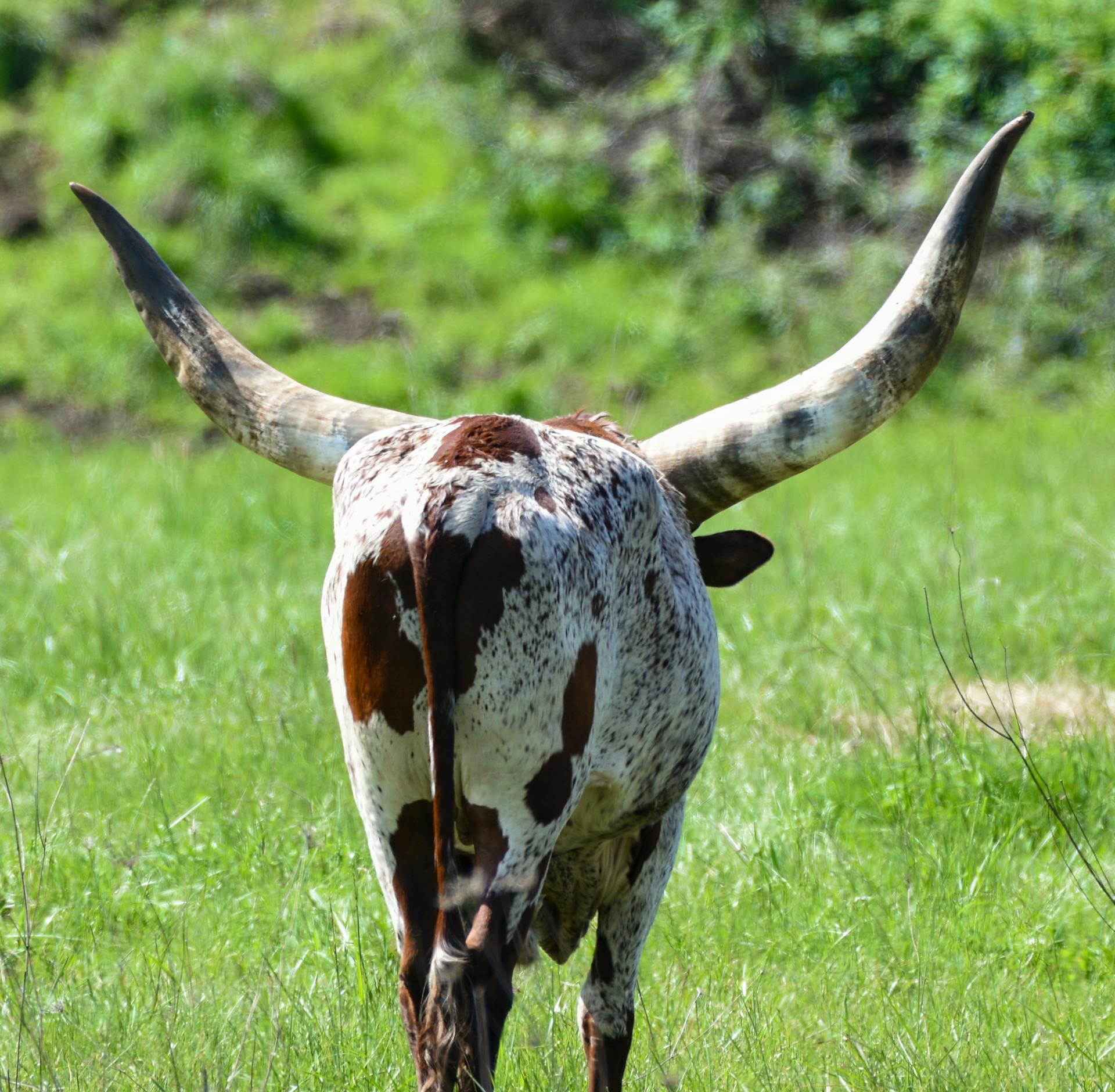 Texas Longhorn Cattle Walking on Grass Field