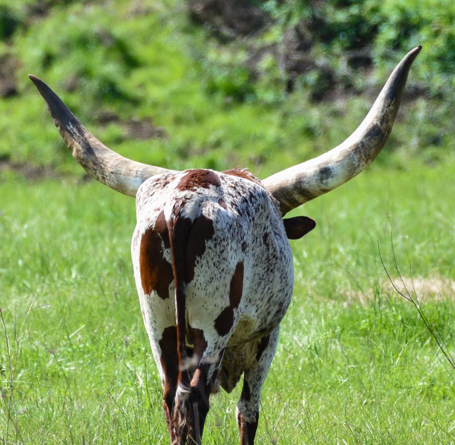 Texas longhorn cattle