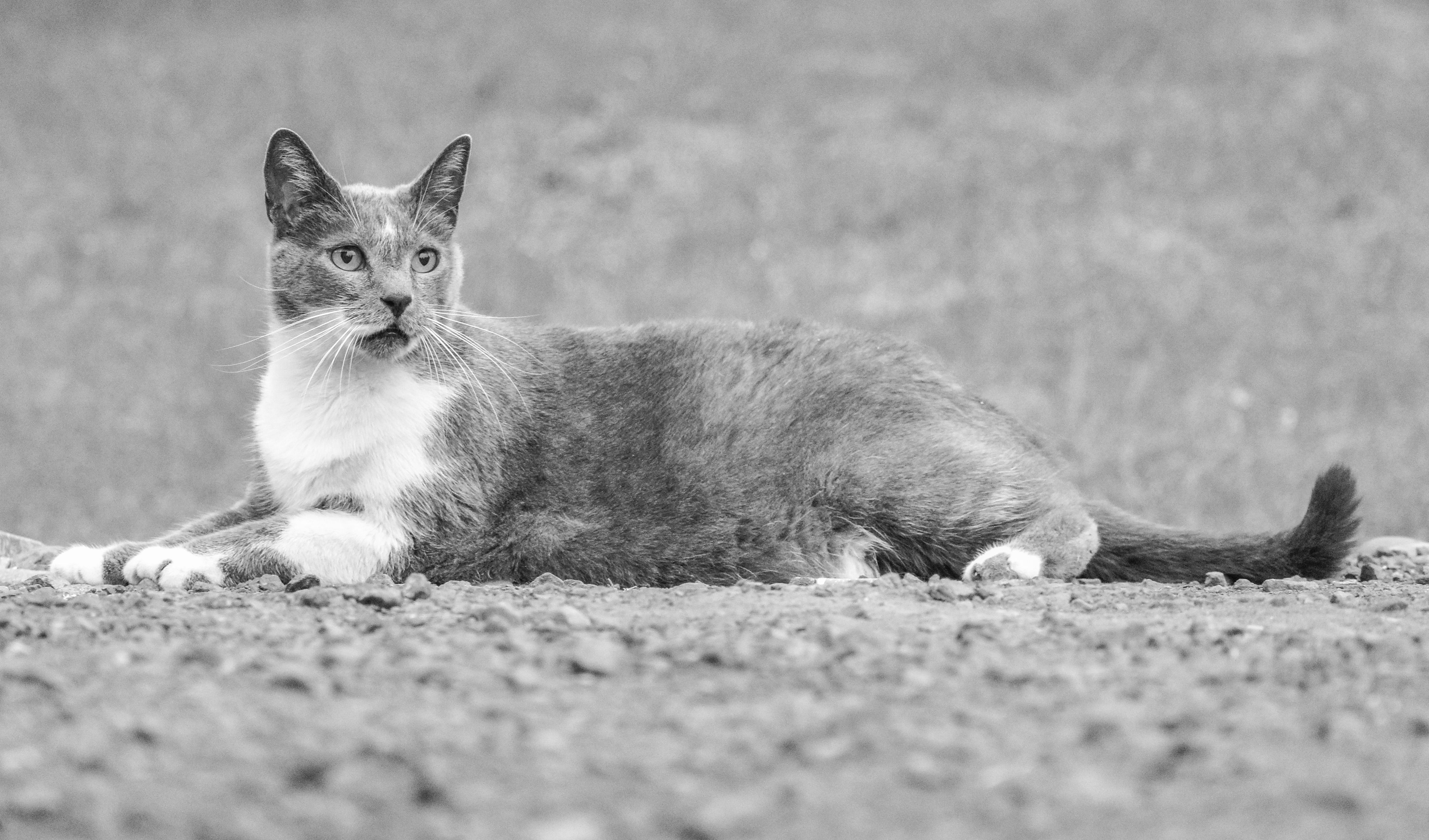 Cat focused in hunting crouch with intense gaze, demonstrating prey-tracking behavior