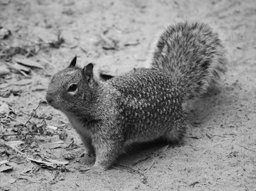 Free Gray and White Squirrel on Brown Soil Stock Photo