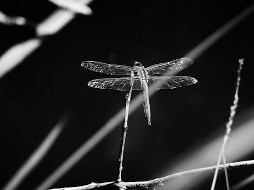 Free Monochrome Shot of a Dragonfly on a Branch Stock Photo