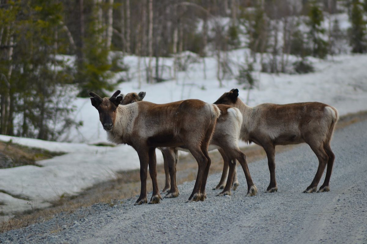 A small group of reindeer standing on a gravel road in a snowy forest