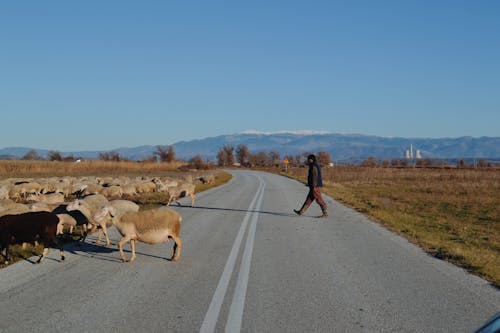 ギリシャ, ギリシャの村, 動物の無料の写真素材