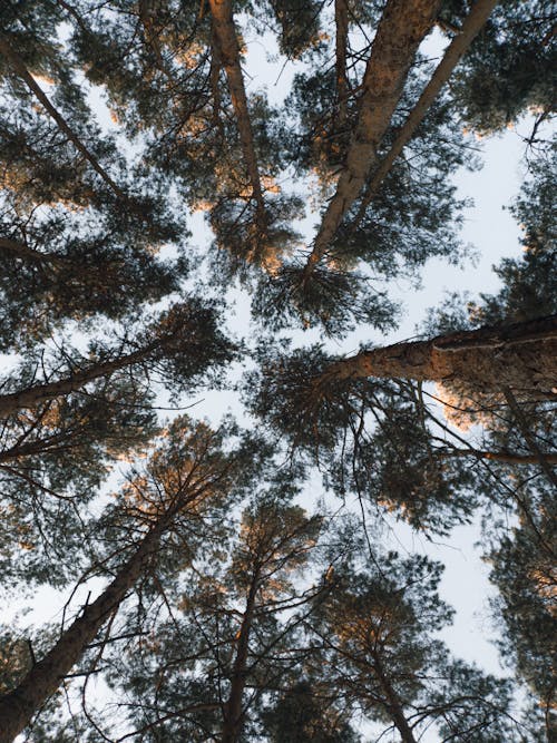 Immagine gratuita di alberi, ambiente, esterno