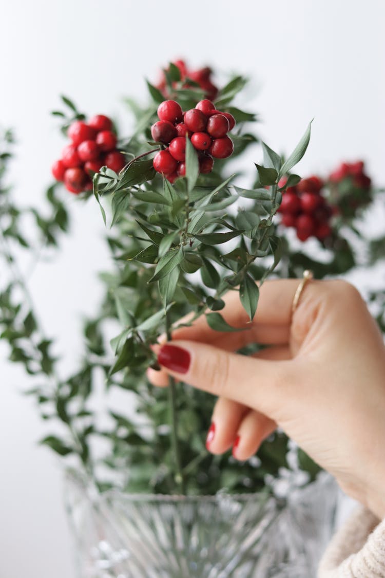 Hand Touching Holly Twigs In Glass Vase