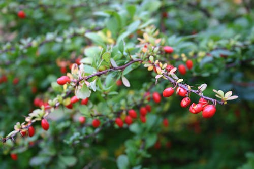 Free Red Fruit Plant Stock Photo