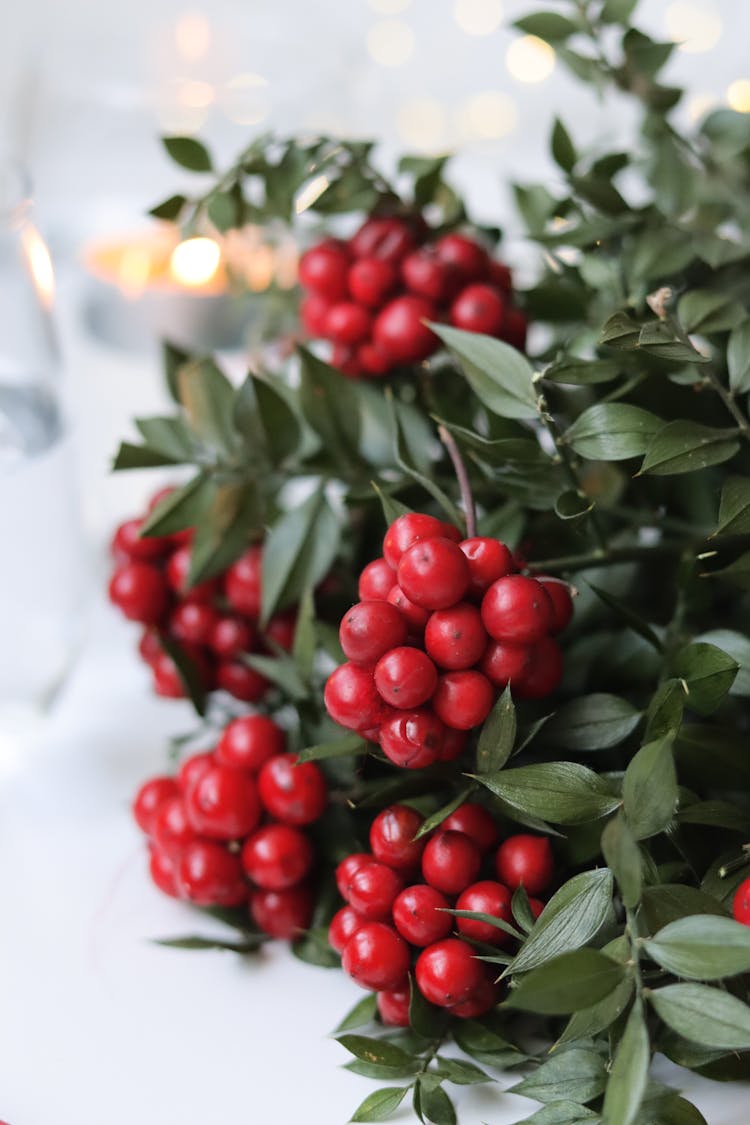 Bouquet Of Holly With Red Berries