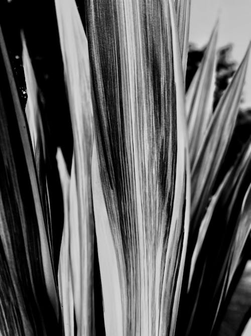 Grayscale Photo of Plant