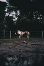 White Horse on Brown Field