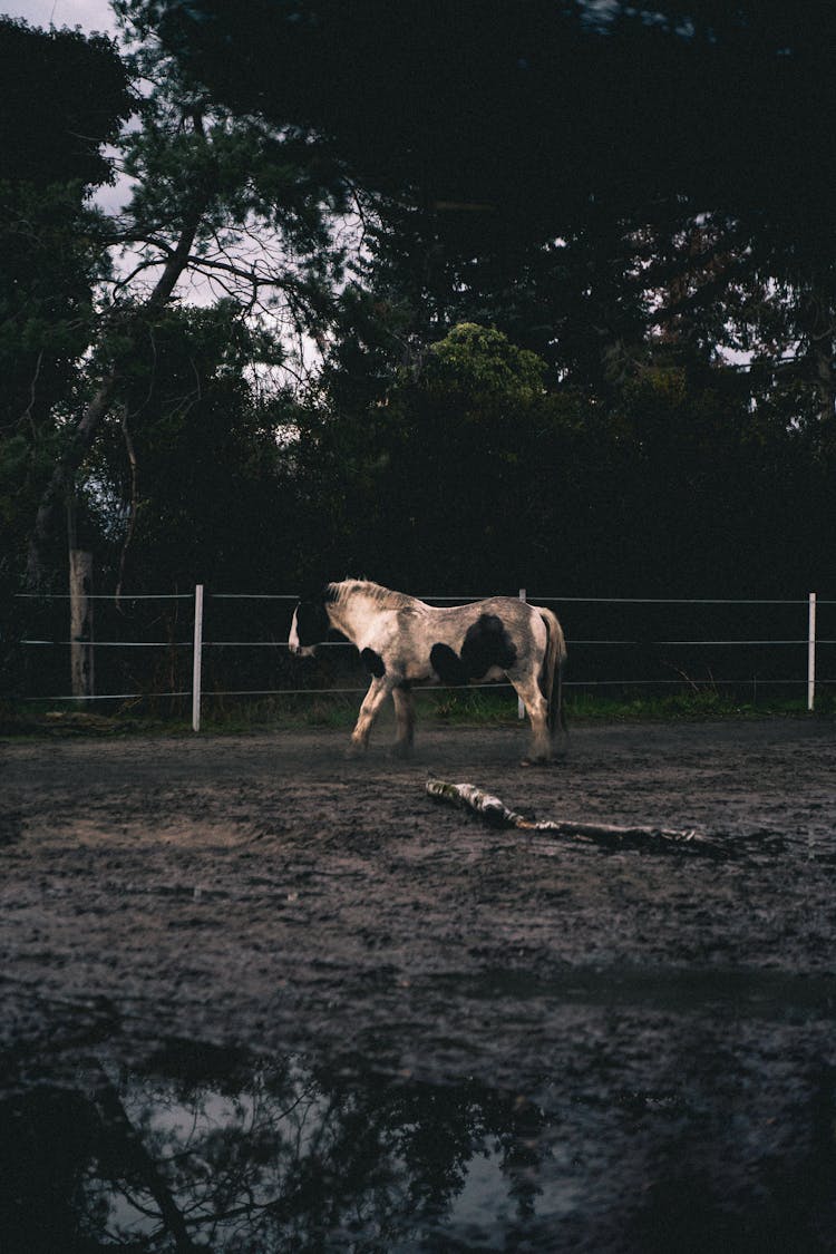 A Horse On A Muddy Farm