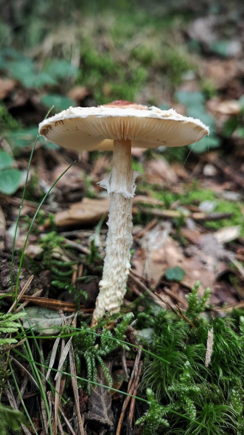 Ảnh lưu trữ miễn phí về amanita muscaria, cóc, rừng