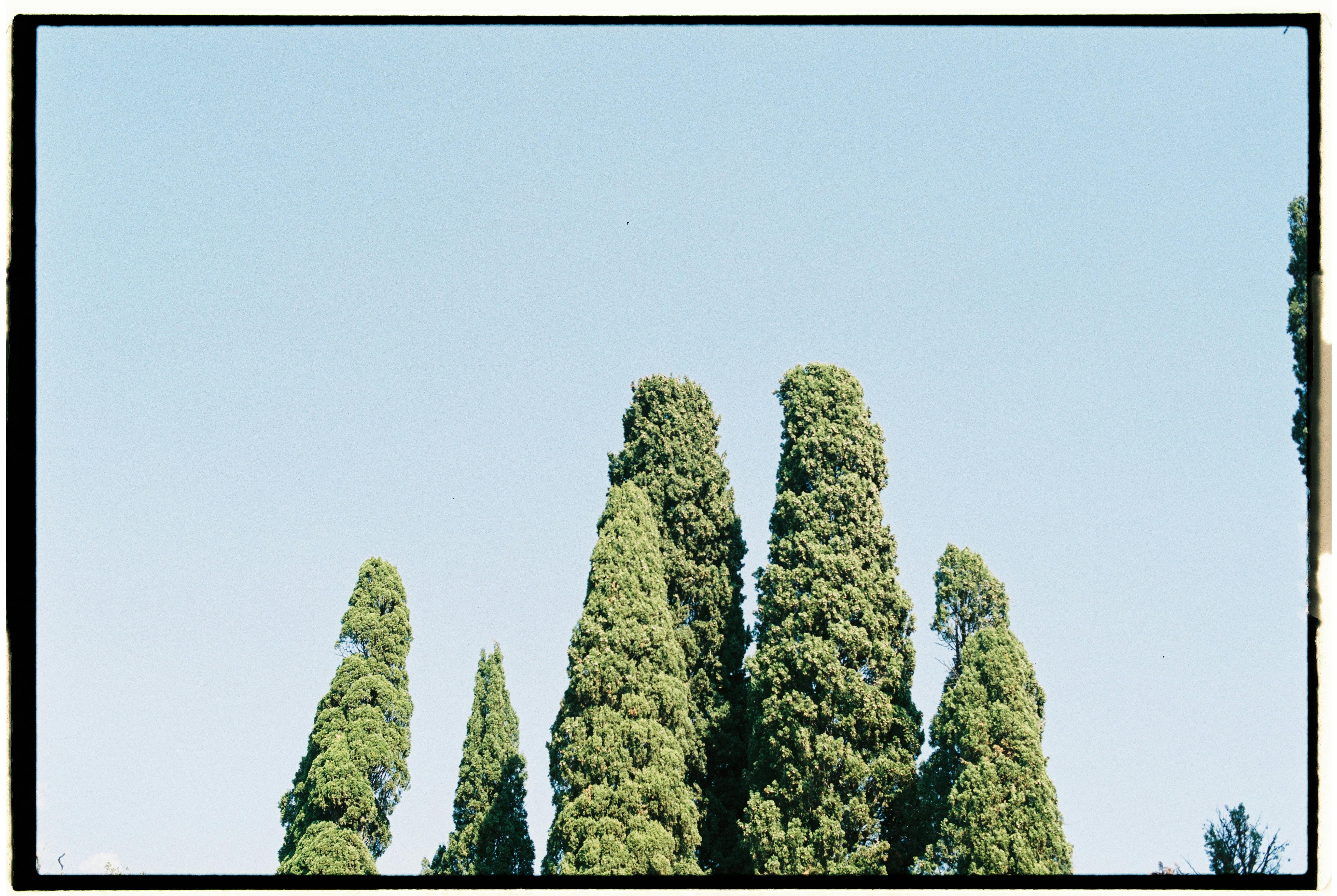 Low-angle view of cypress trees against a bright blue sky, evoking serenity and natural beauty.