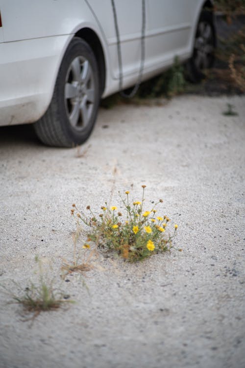 Základová fotografie zdarma na téma auto, kola, květiny