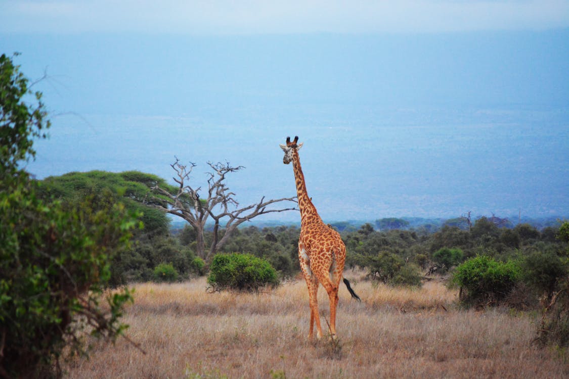 Girafe Brune Et Noire