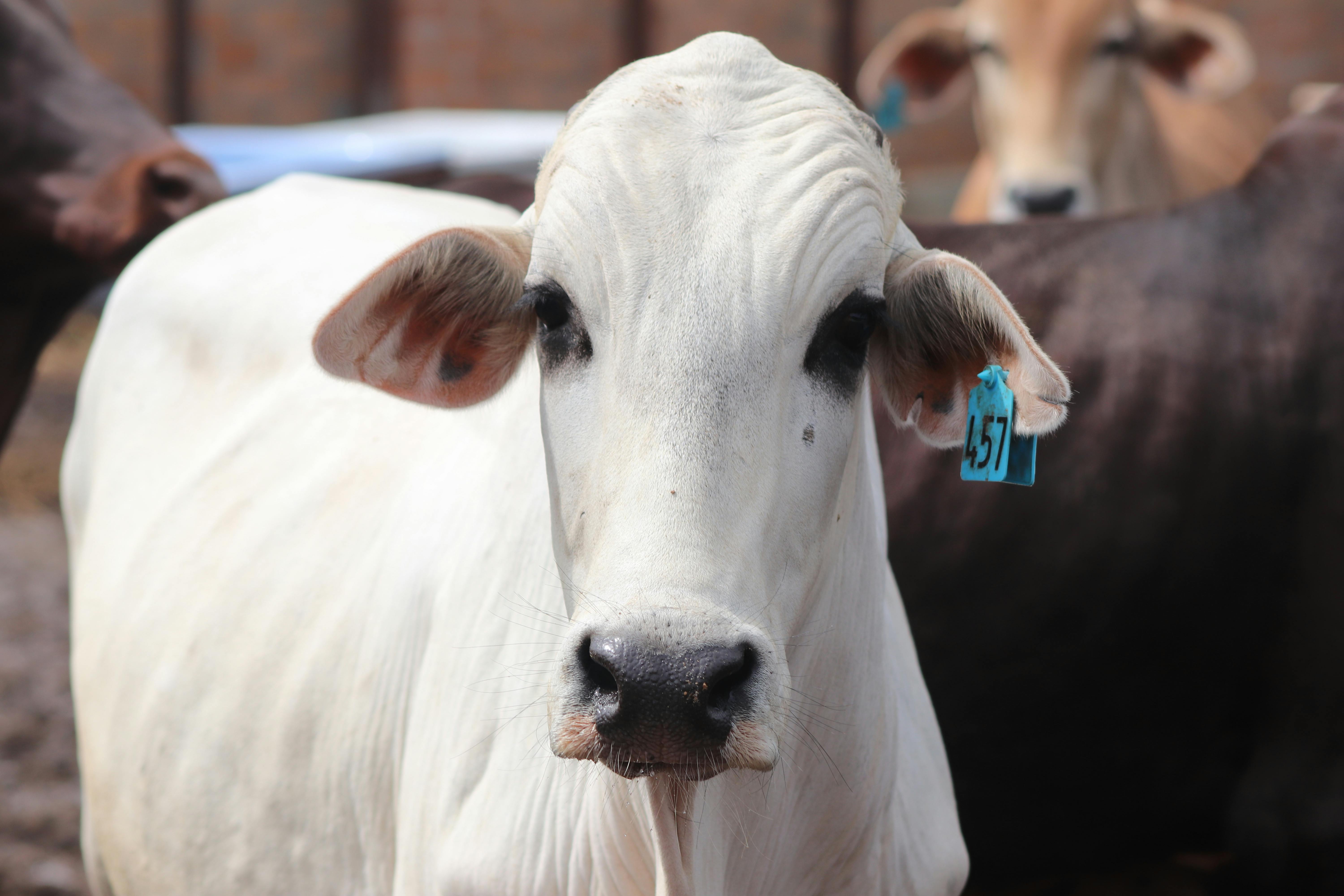 White Cattle · Free Stock Photo