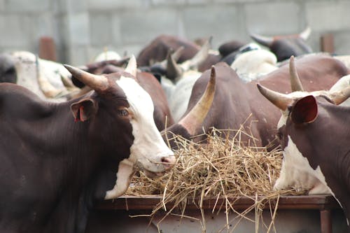 Безкоштовне стокове фото на тему «бик, корова, корови»