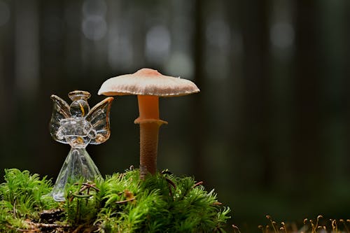 Angel Figurine and a Mushroom