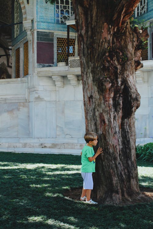 Immagine gratuita di albero, bambino, giovane