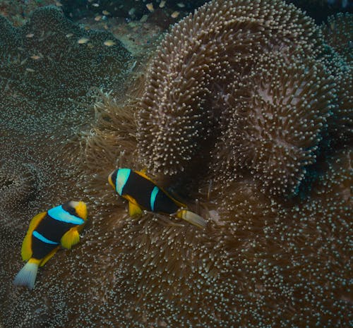 Foto profissional grátis de anemonefish, animal, cheio de cor