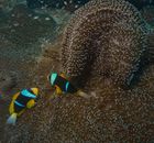 Yellow and Black Clown Fish