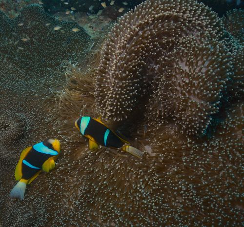 Free Pair of anemonefish swimming among coral in Kenya's vibrant underwater world. Stock Photo