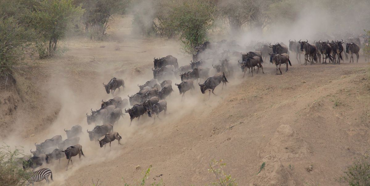A herd of wildebeest crossing the open plains of Kenya's Masai Mara during the great migration