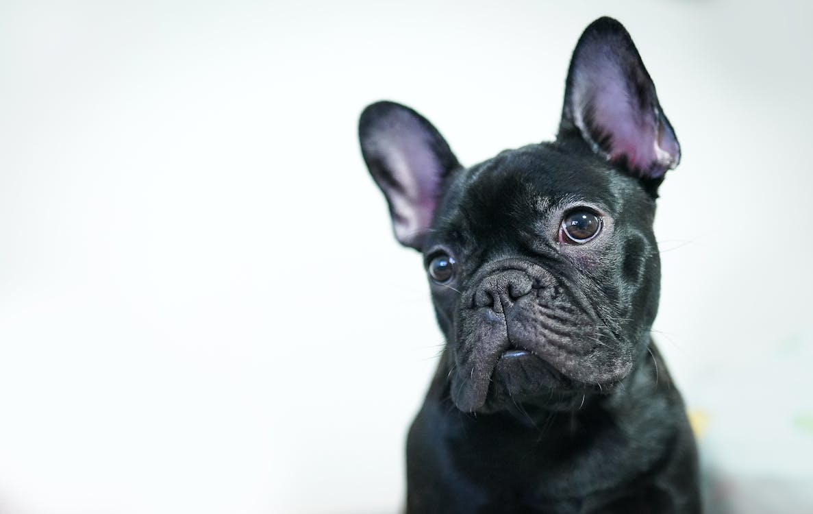 Photo of a Black French Bulldog · Free Stock Photo