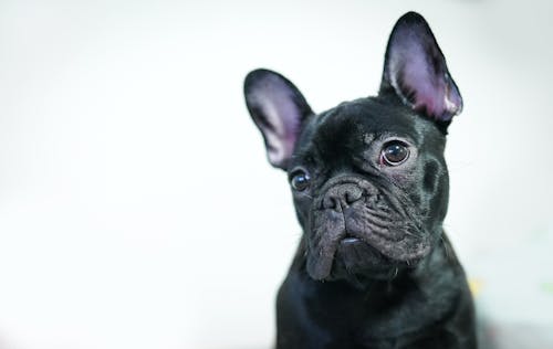 Kostenloses Stock Foto zu augen, französische bulldogge, häuslich