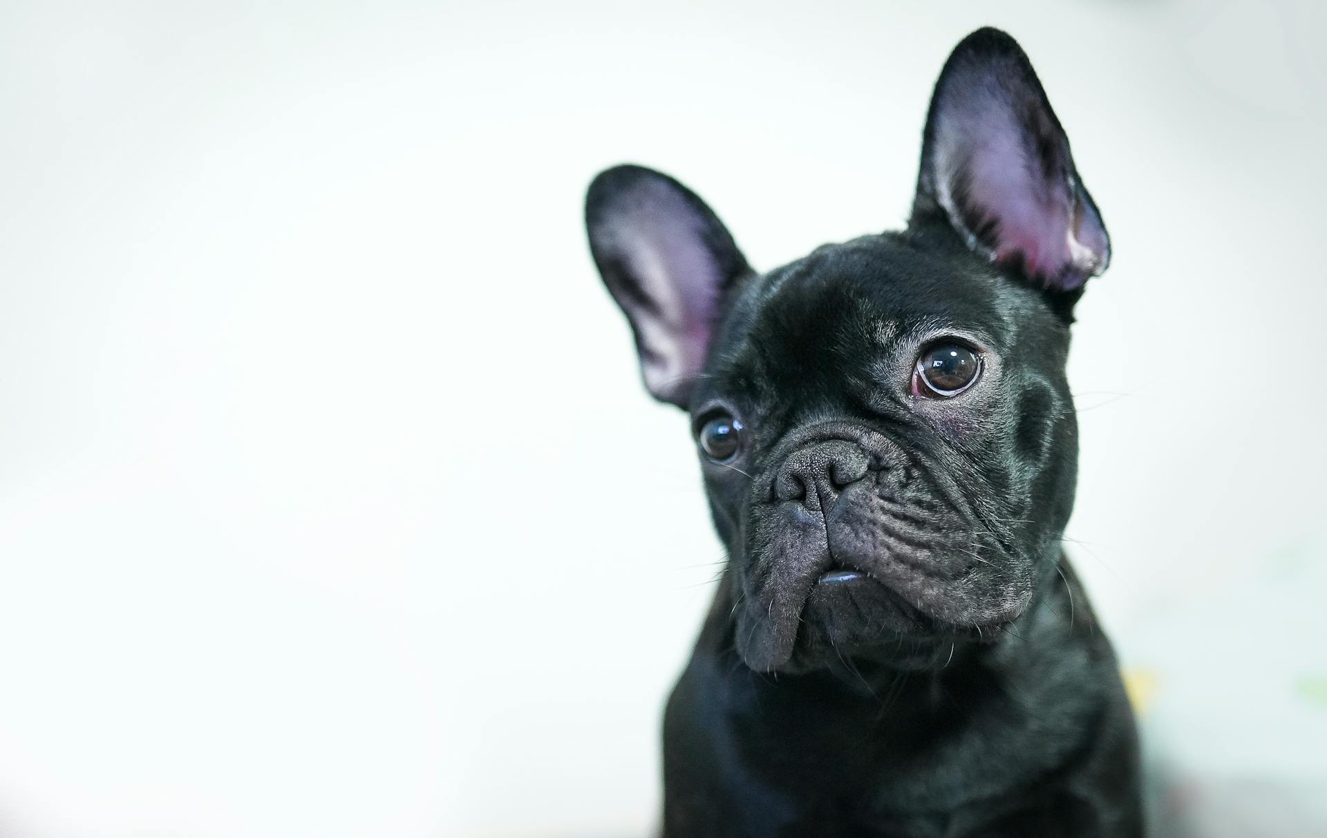 Photo of a Black French Bulldog