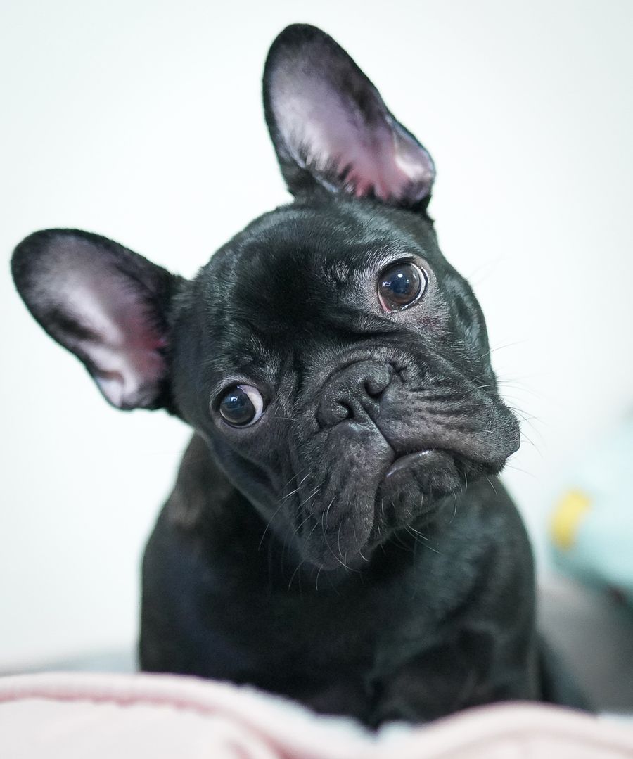 Duke — Blue French Bulldog
