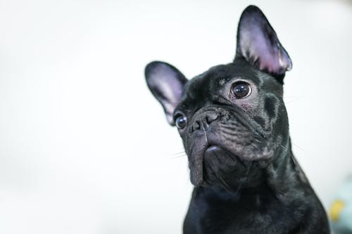 Free Black French Bulldog on White Background Stock Photo