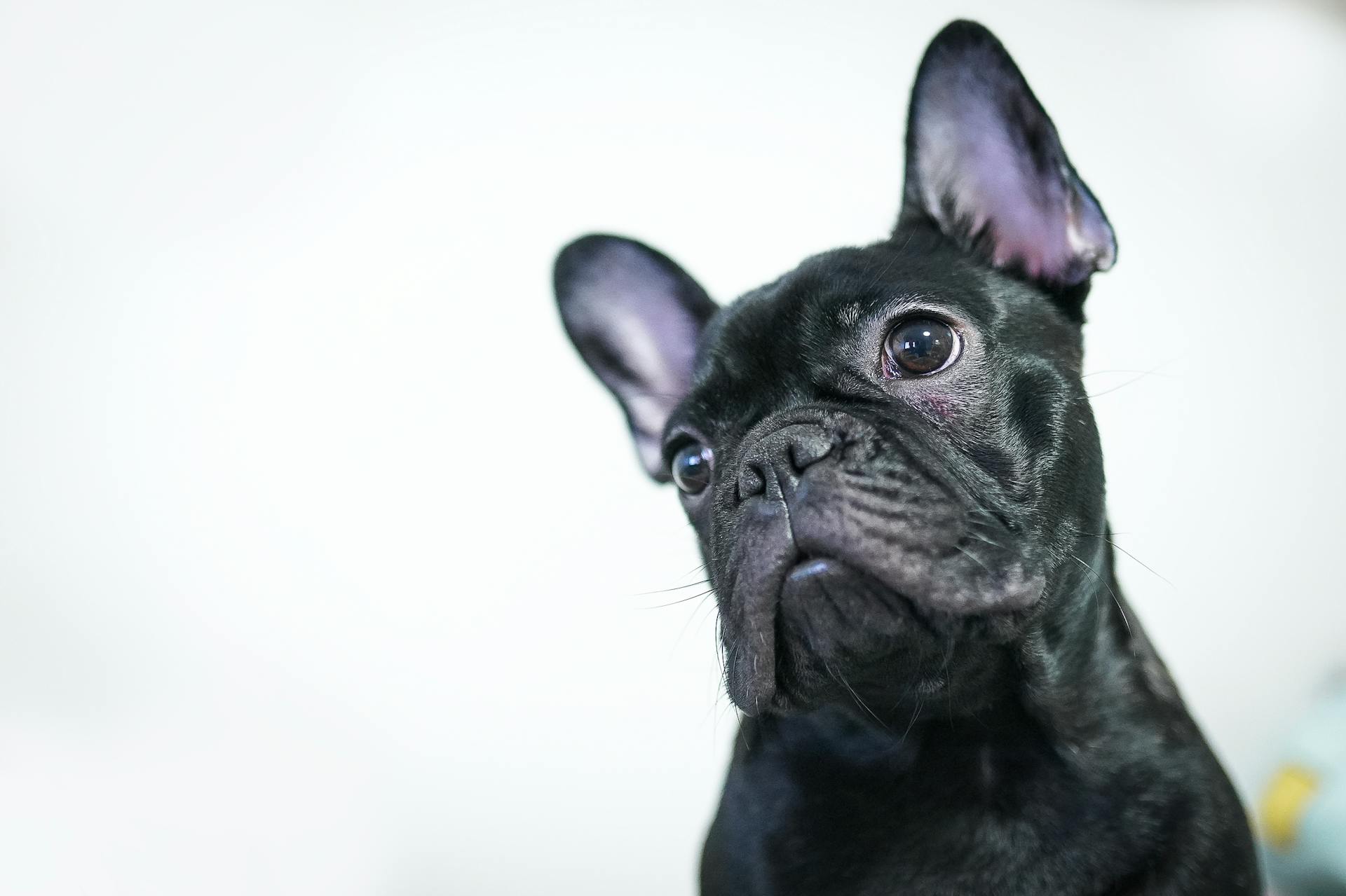 Black French Bulldog on White Background