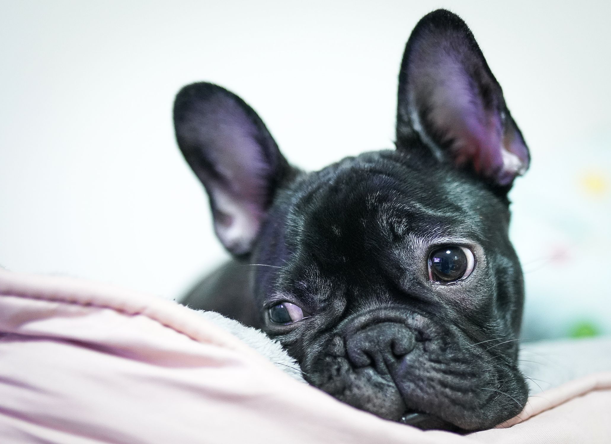 Adorable close-up of a black French Bulldog lying down indoors, capturing its expressive face and alert ears.
